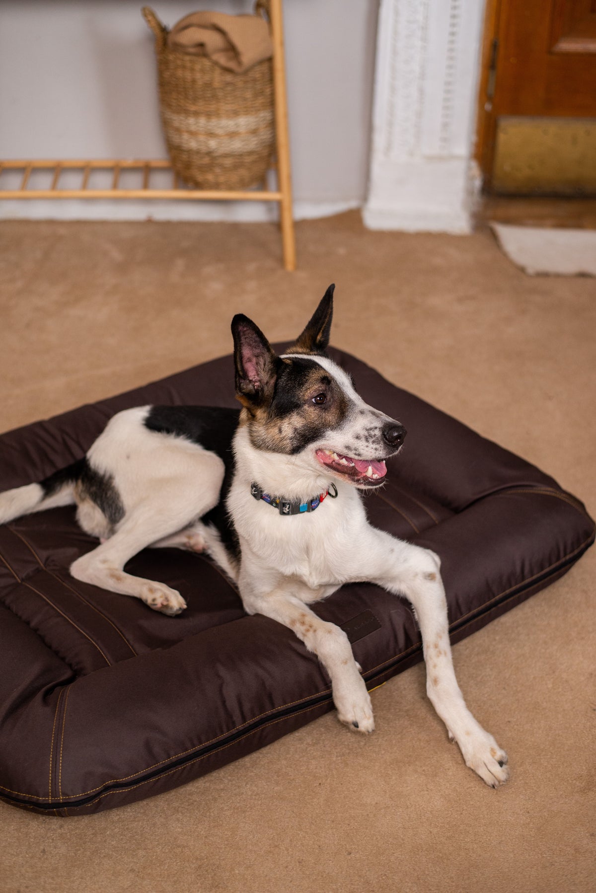 Chester & Lee | Waterproof Lounger Dog Bed Brown by Chester & Lee, product image 5