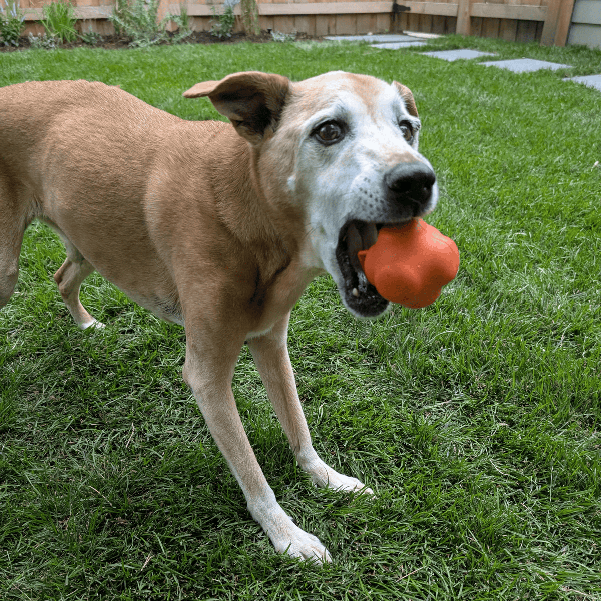 Dog Fetch Balls