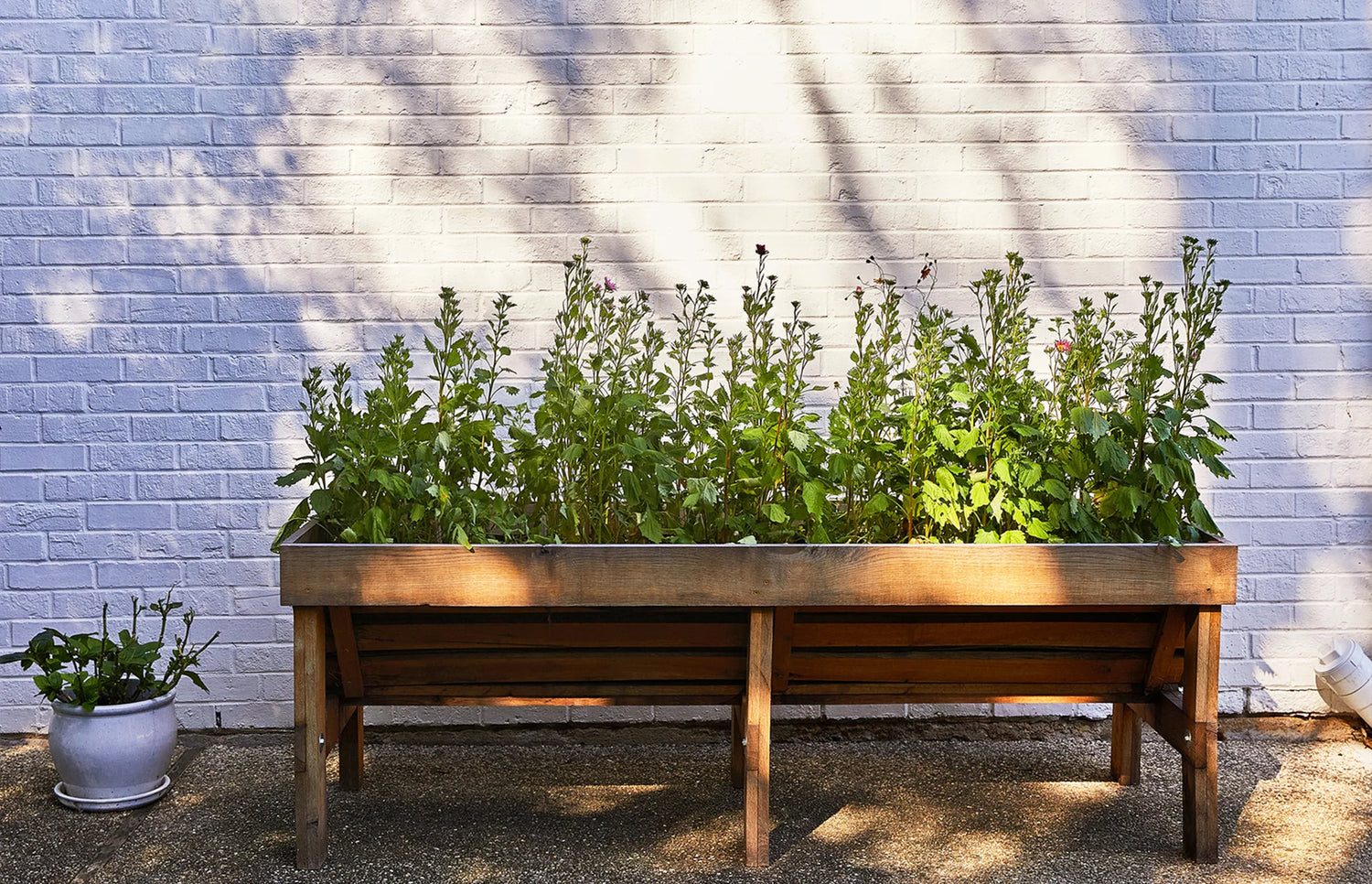 Plantable Wildflower Seed Pop Gift | Modern Sprout