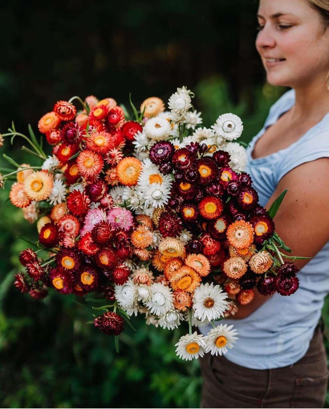 Dried Strawflower: Assorted 4oz Bunch