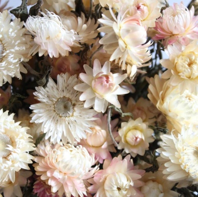 Dried Strawflower: Assorted 4oz Bunch