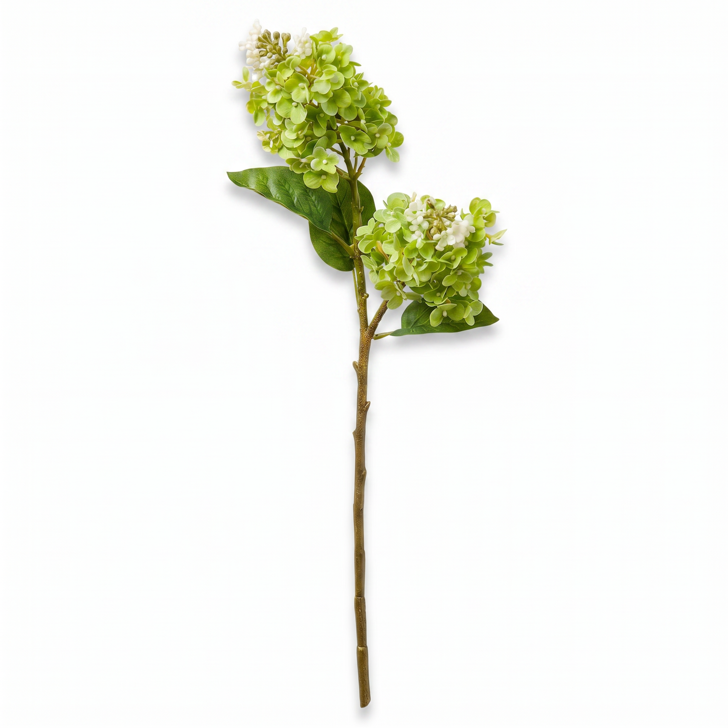 Green Cone Hydrangea Stem