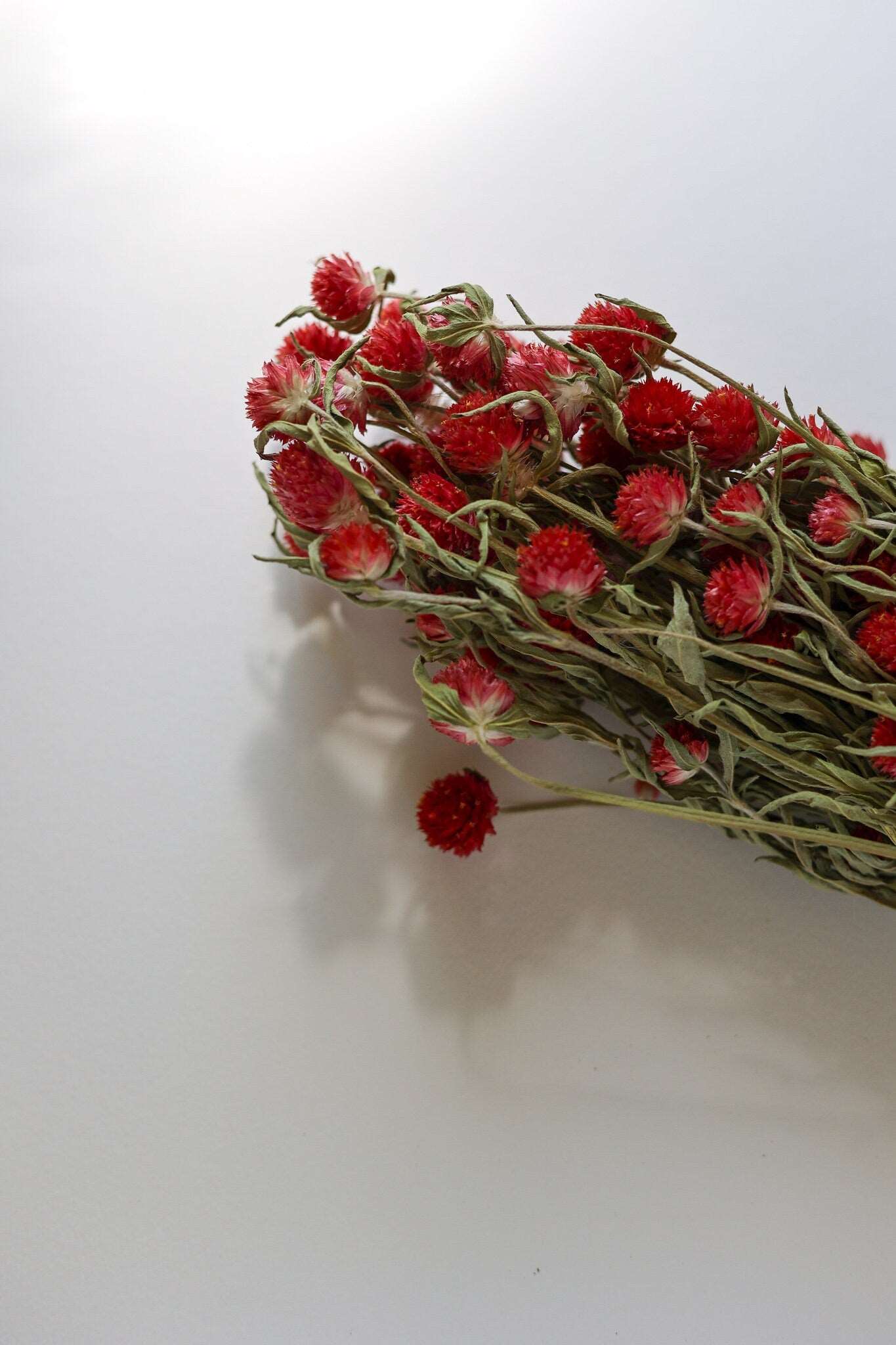Dried Red Gomphrena Flower Globe Amaranth