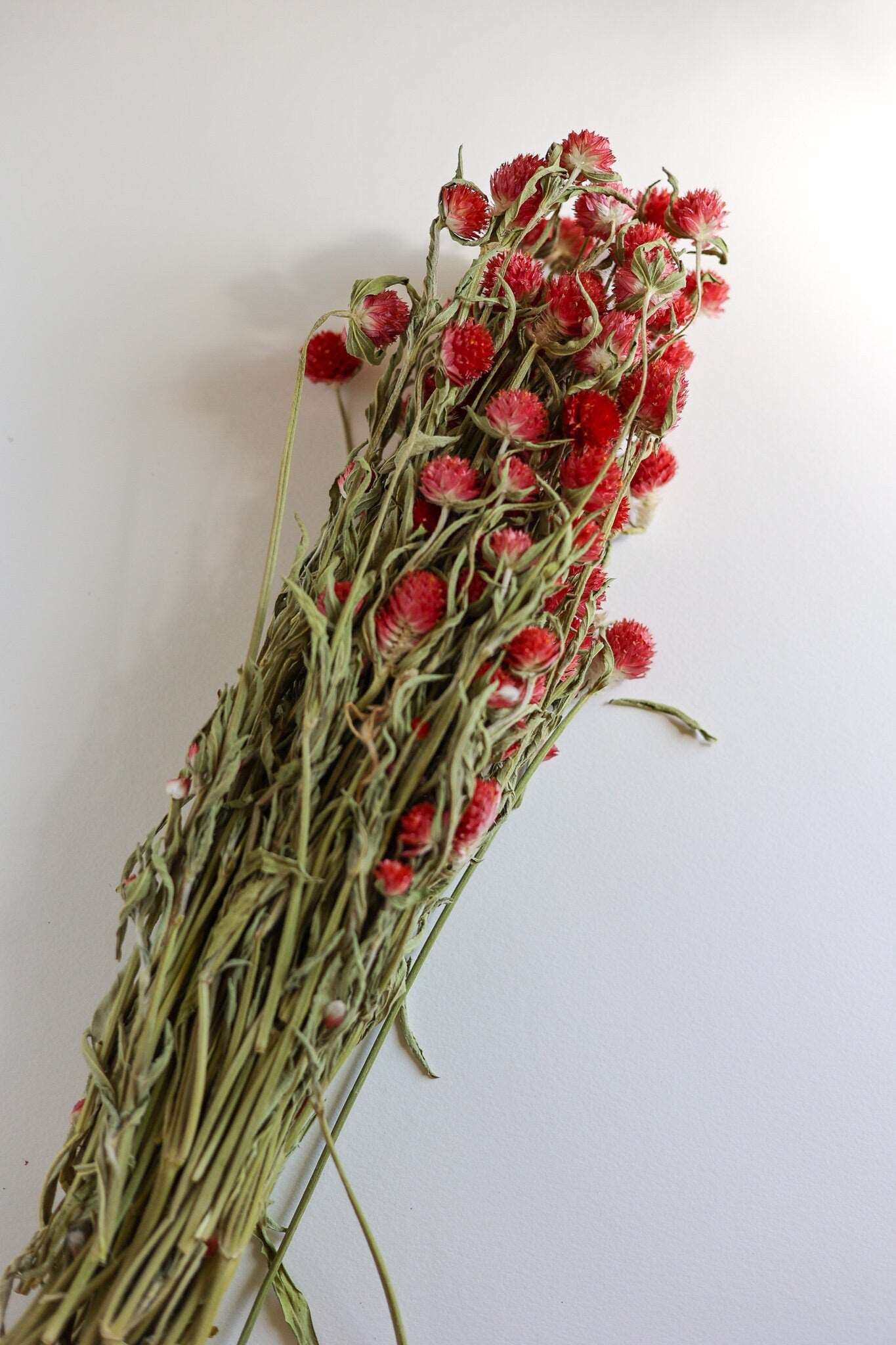 Dried Red Gomphrena Flower Globe Amaranth