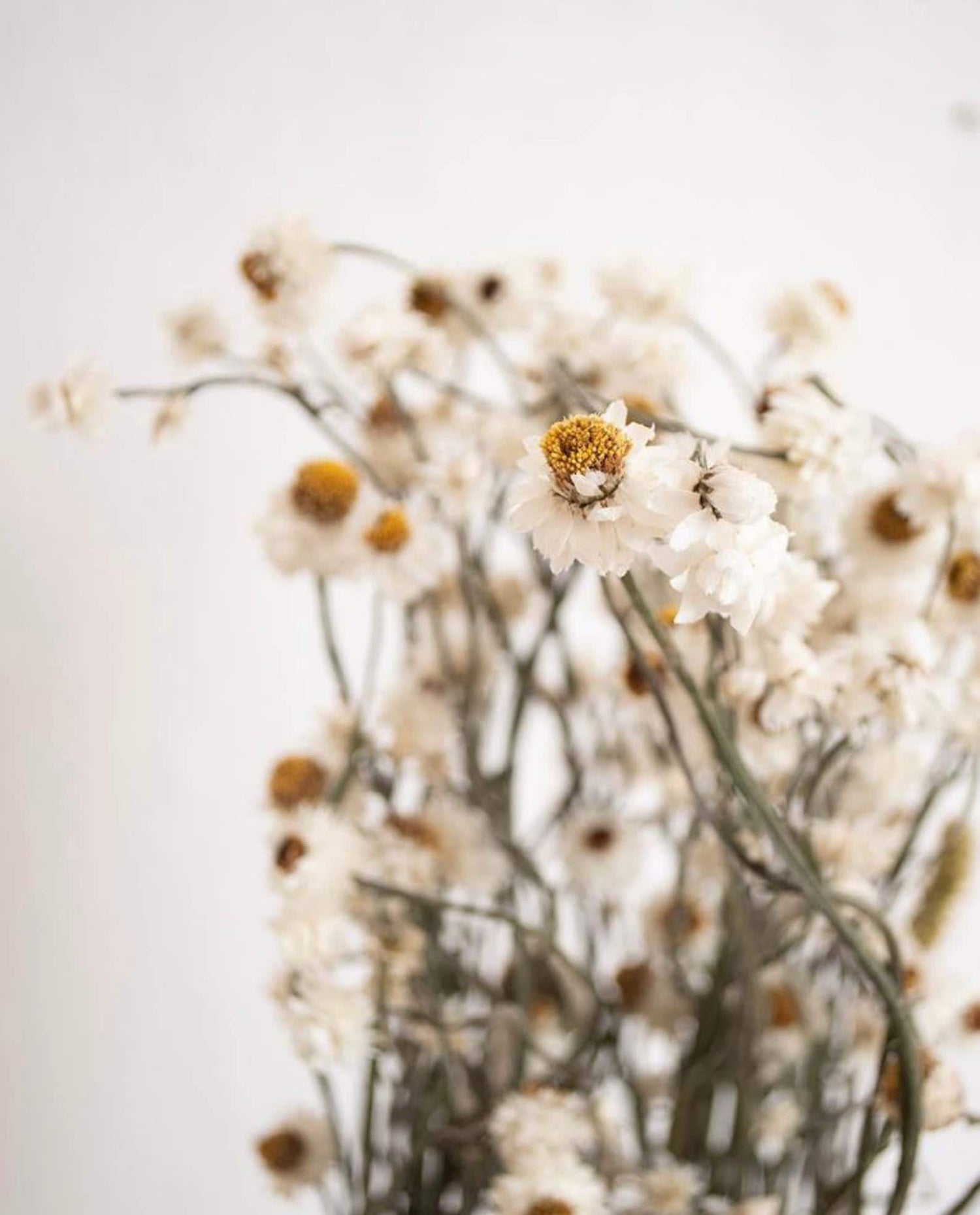 Dried Daisies, Dried Ammobium Bunch - Winged Everlasting Bundle 4oz Bunch
