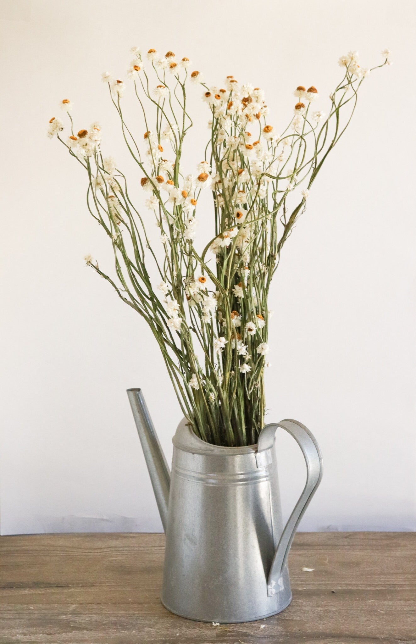 Dried Daisies, Dried Ammobium Bunch - Winged Everlasting Bundle 4oz Bunch