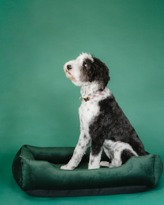 Chester & Lee | Classic Velvet Sleeper Dog Bed Green by Chester & Lee, product image 5