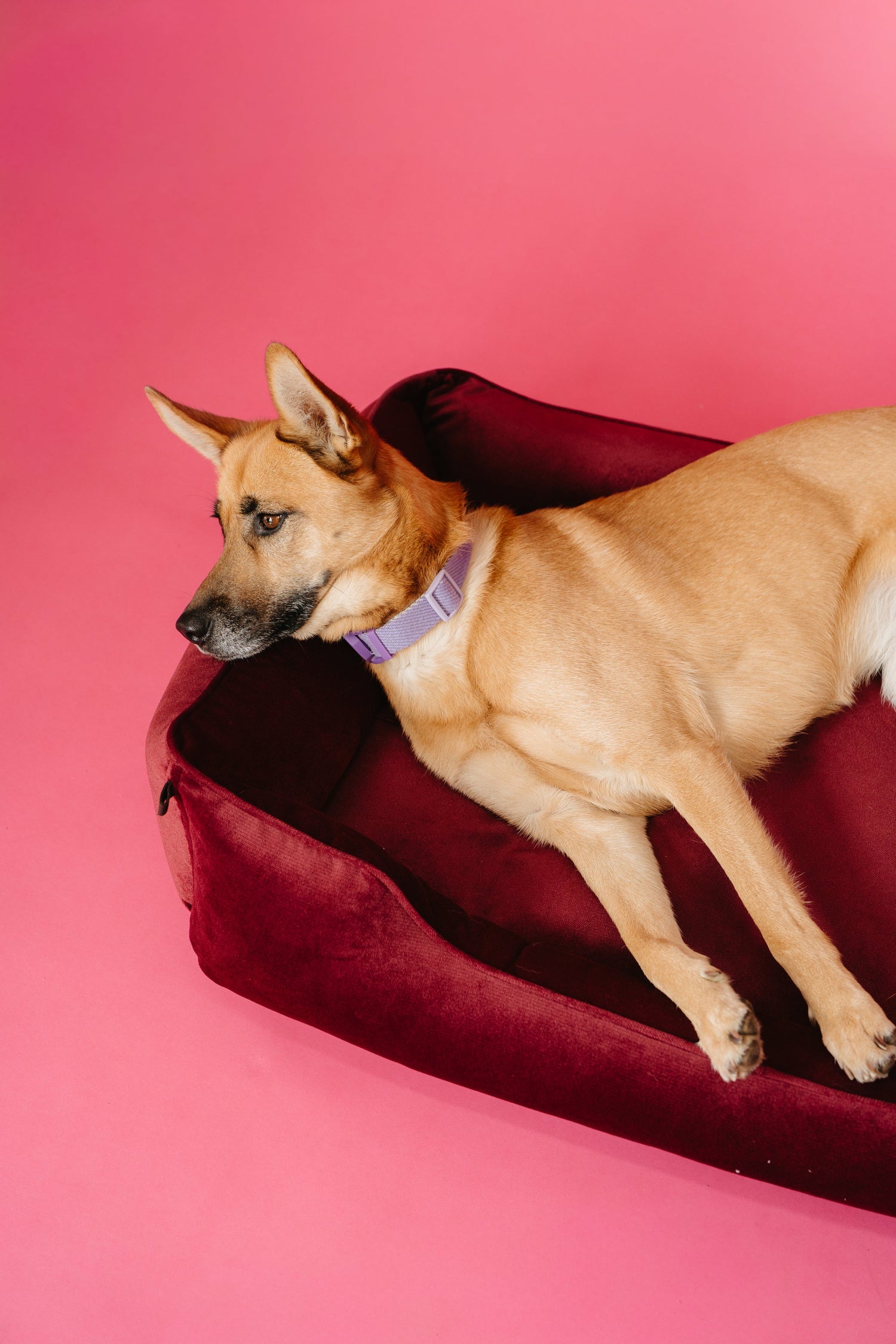 Chester & Lee | Vibrant Velvet Sleeper Dog Bed Wine