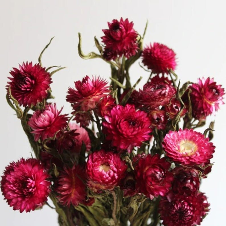Dried Strawflower: Assorted 4oz Bunch