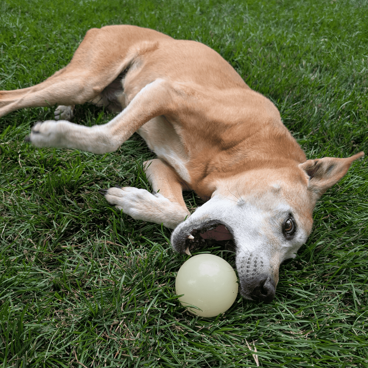 Dog Fetch Balls