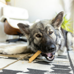 Natural Dental Sticks Small by West Paw, product image 5
