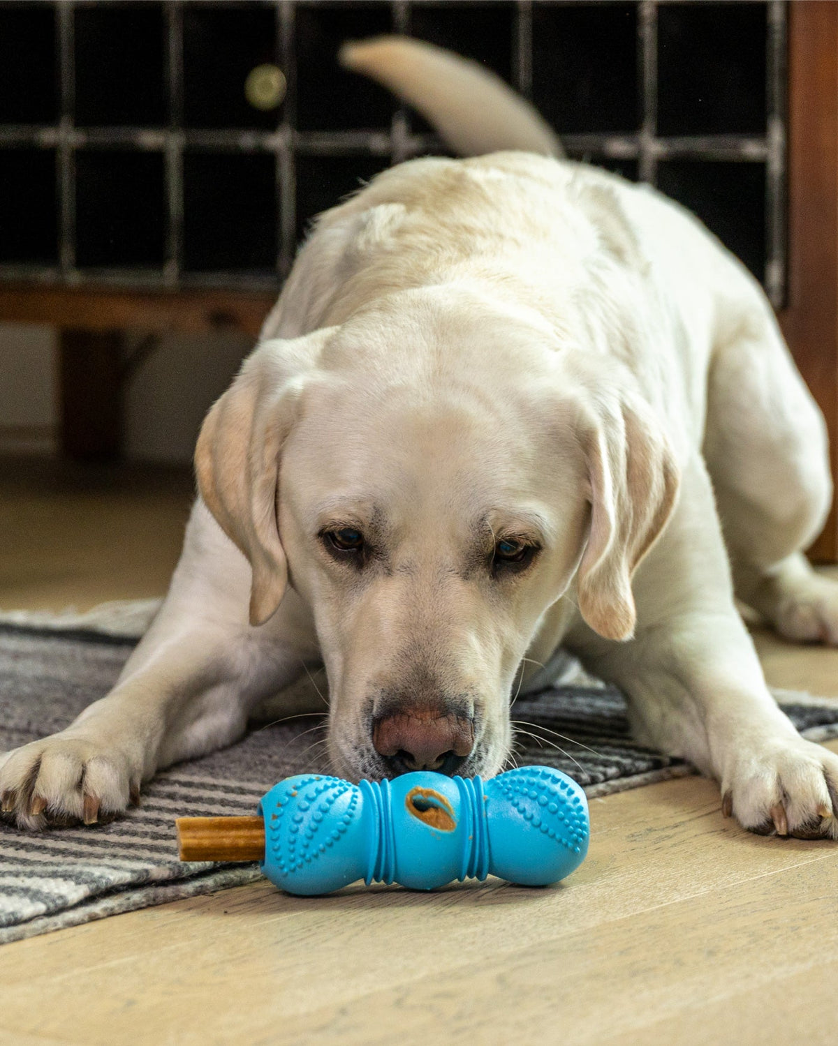 Flossr™ Dog Toy by West Paw, product image 5