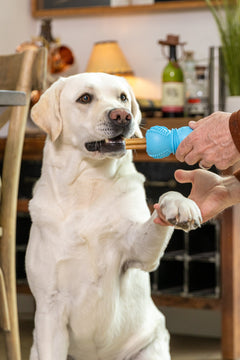 Flossr™ Dog Toy by West Paw, product image 8