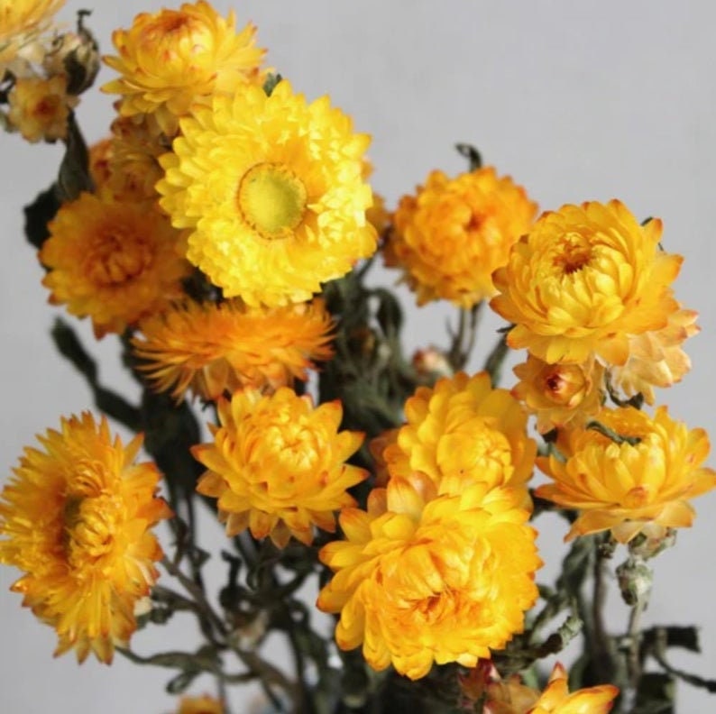 Dried Strawflower: Assorted 4oz Bunch