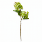 Green Cone Hydrangea Stem