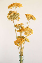 Dried Yellow Yarrow, Dried Yarrow, Dried decor, Dried Flowers, Pressed Flowers, yellow flowers, dried wedding fall flowers