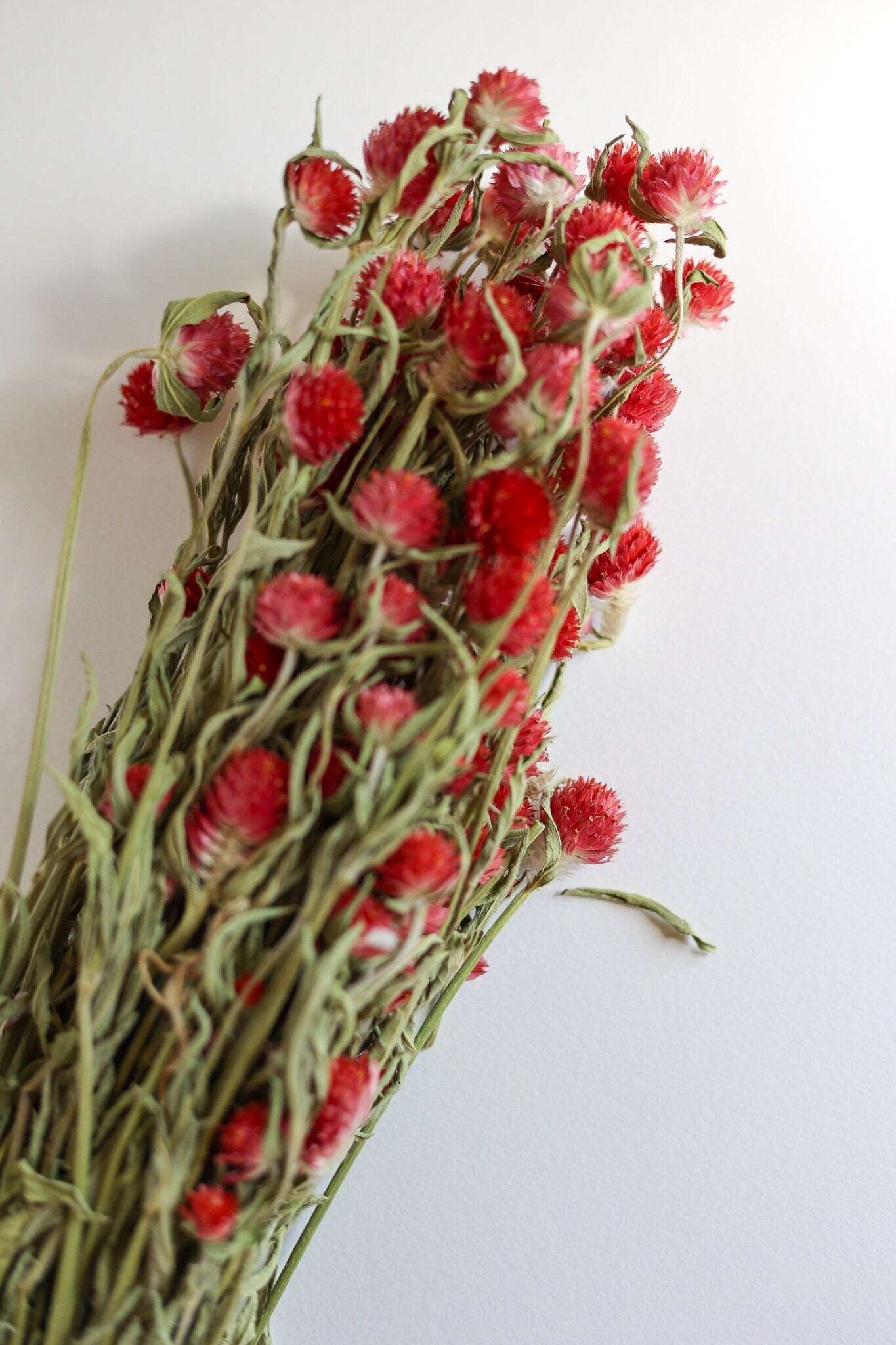 Dried Red  Gomphrena Flower Globe Amaranth