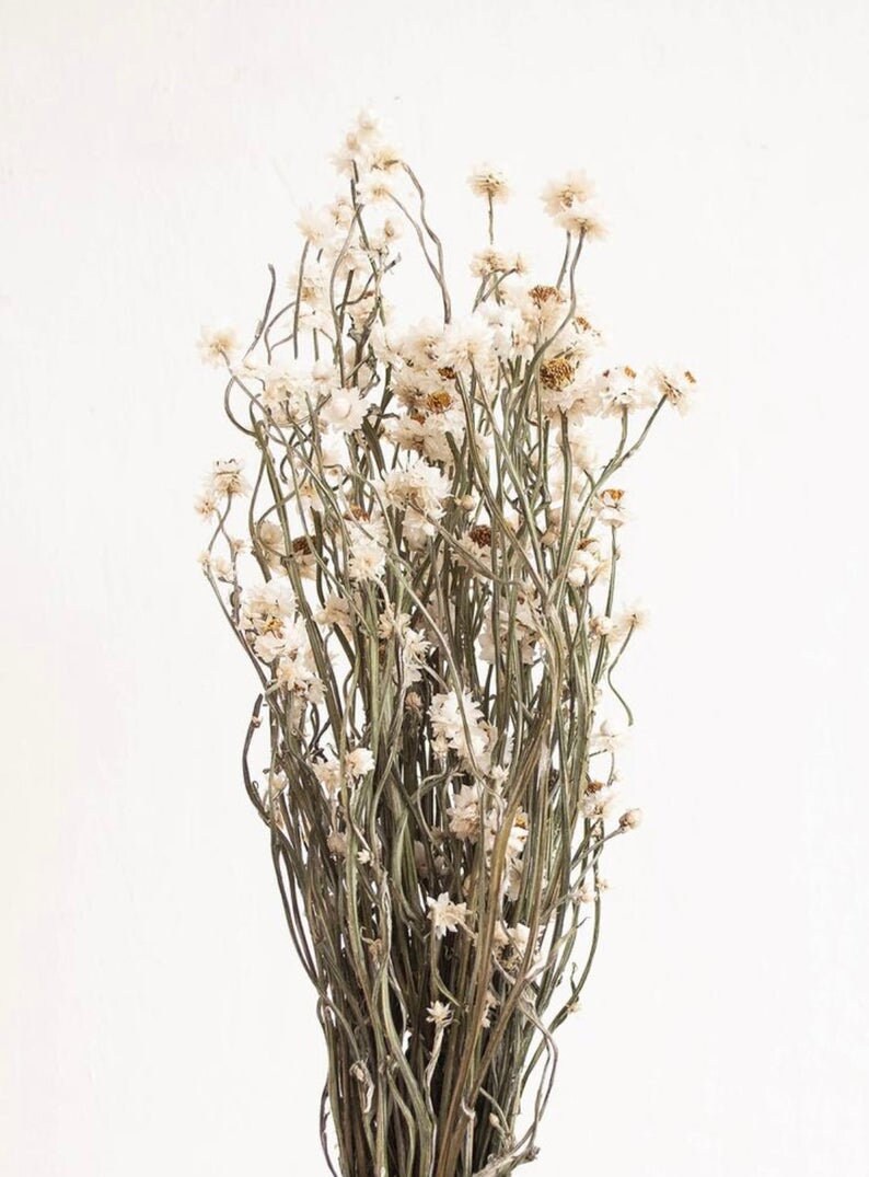Dried Daisies, Dried Ammobium Bunch - Winged Everlasting Bundle 4oz Bunch
