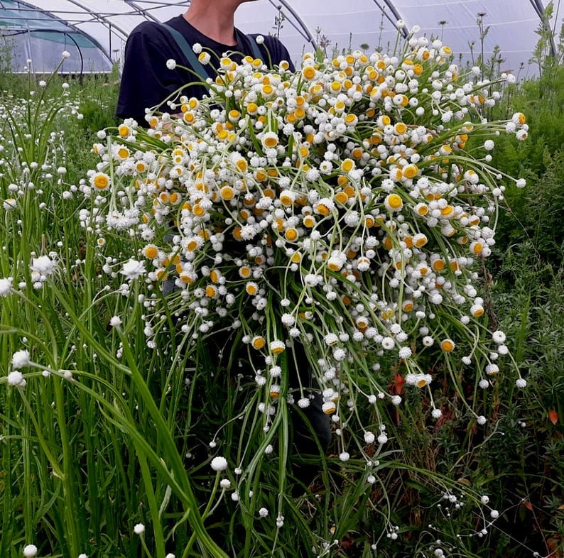 Dried Daisies, Dried Ammobium Bunch - Winged Everlasting Bundle 4oz Bunch