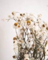 Dried Daisies, Dried Ammobium Bunch - Winged Everlasting Bundle 4oz Bunch