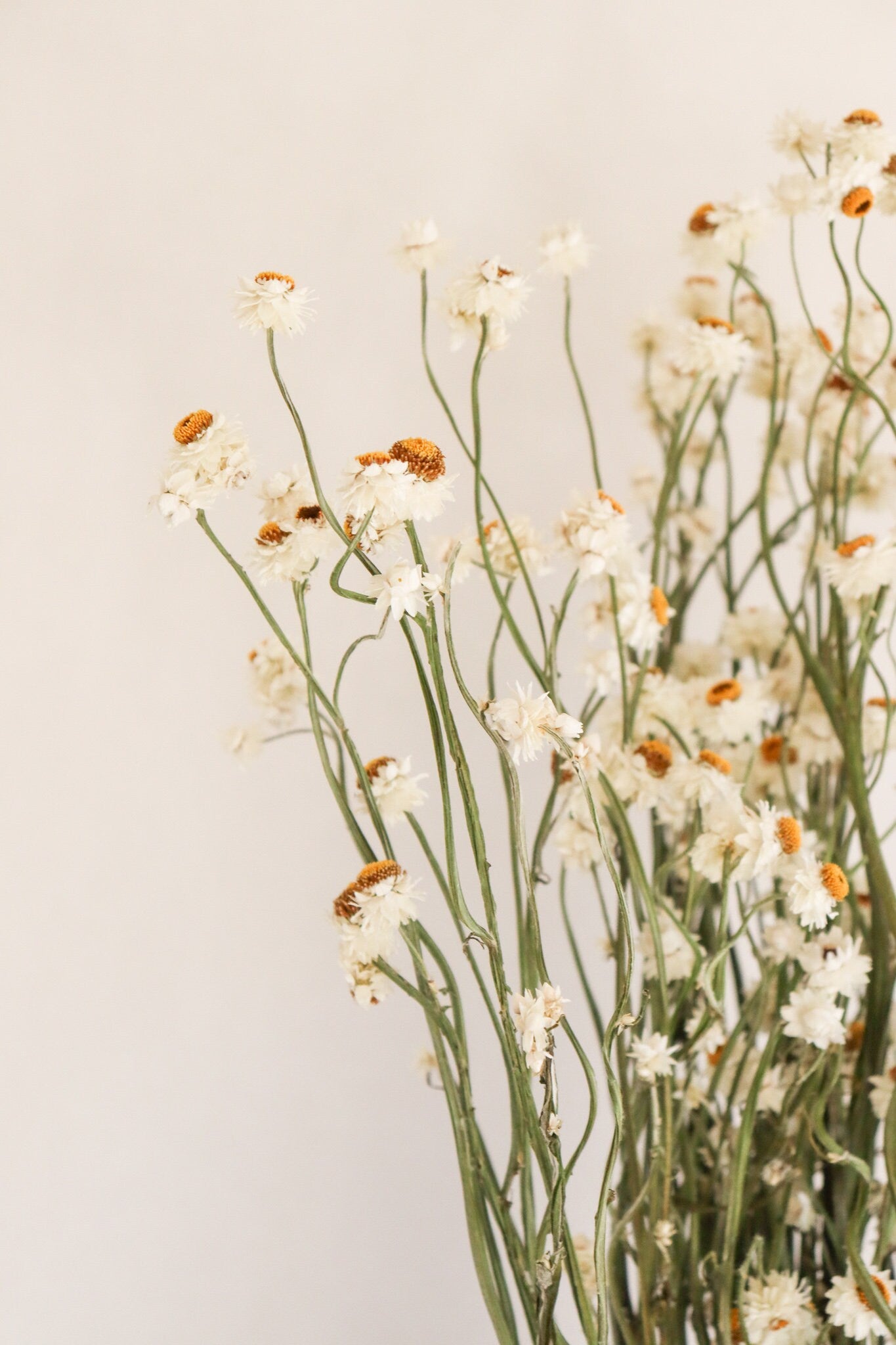 Dried Daisies, Dried Ammobium Bunch - Winged Everlasting Bundle 4oz Bunch