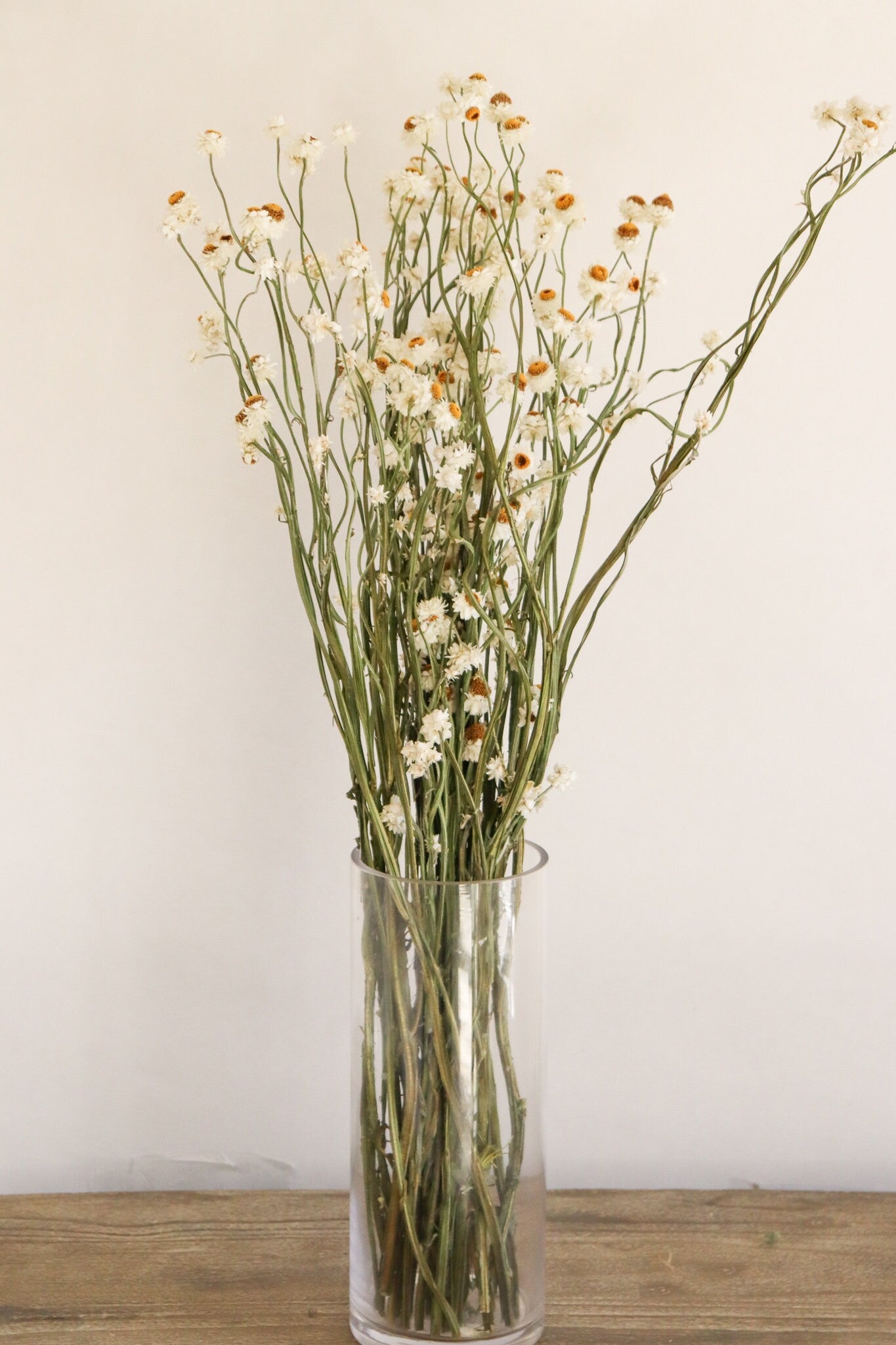Dried Daisies, Dried Ammobium Bunch - Winged Everlasting Bundle 4oz Bunch