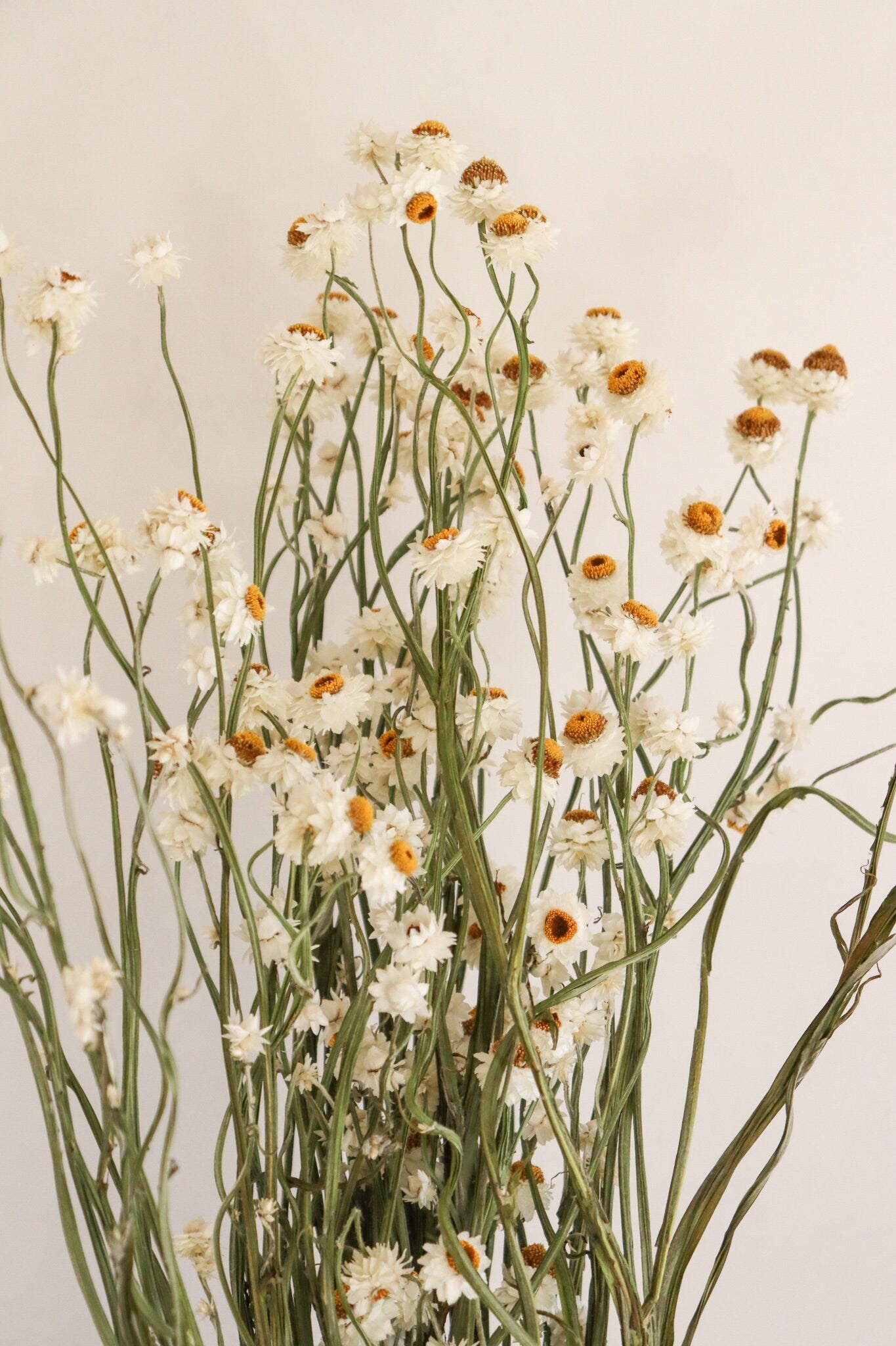 Dried Daisies, Dried Ammobium Bunch - Winged Everlasting Bundle 4oz Bunch