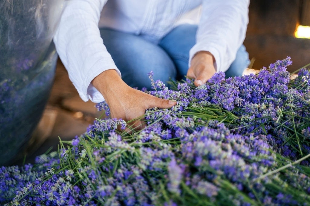 Dried Lavender Bundle – Lavender Gift for Her, Hand Wrapped California Lavender Bouquet