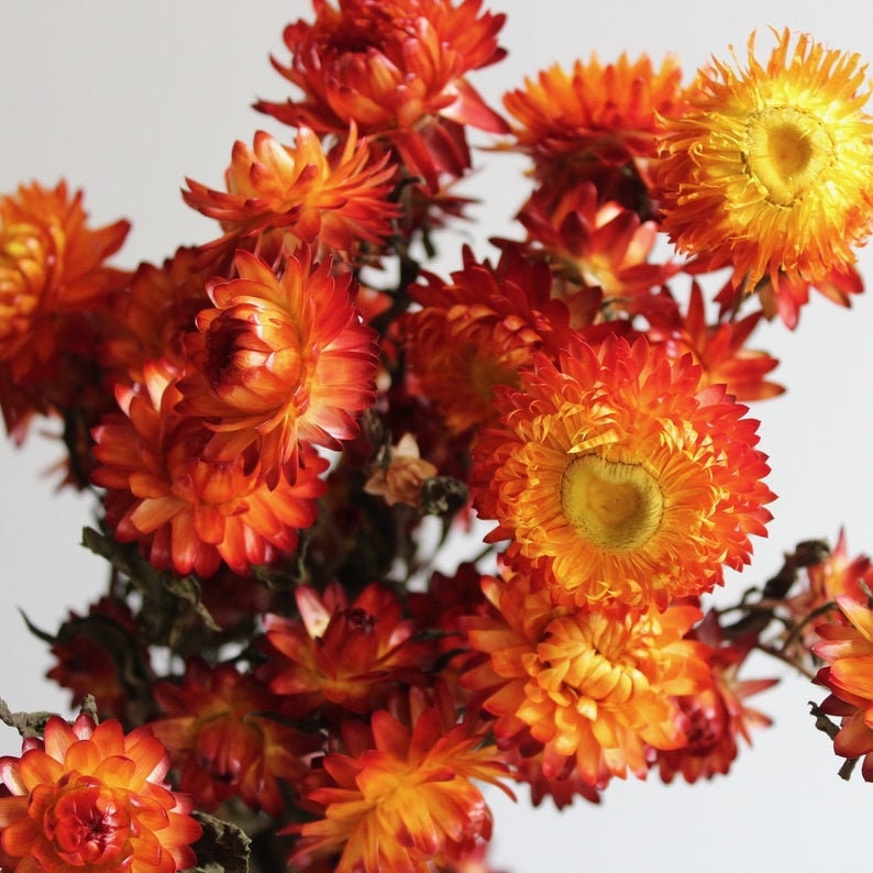 Dried Strawflower: Assorted 4oz Bunch