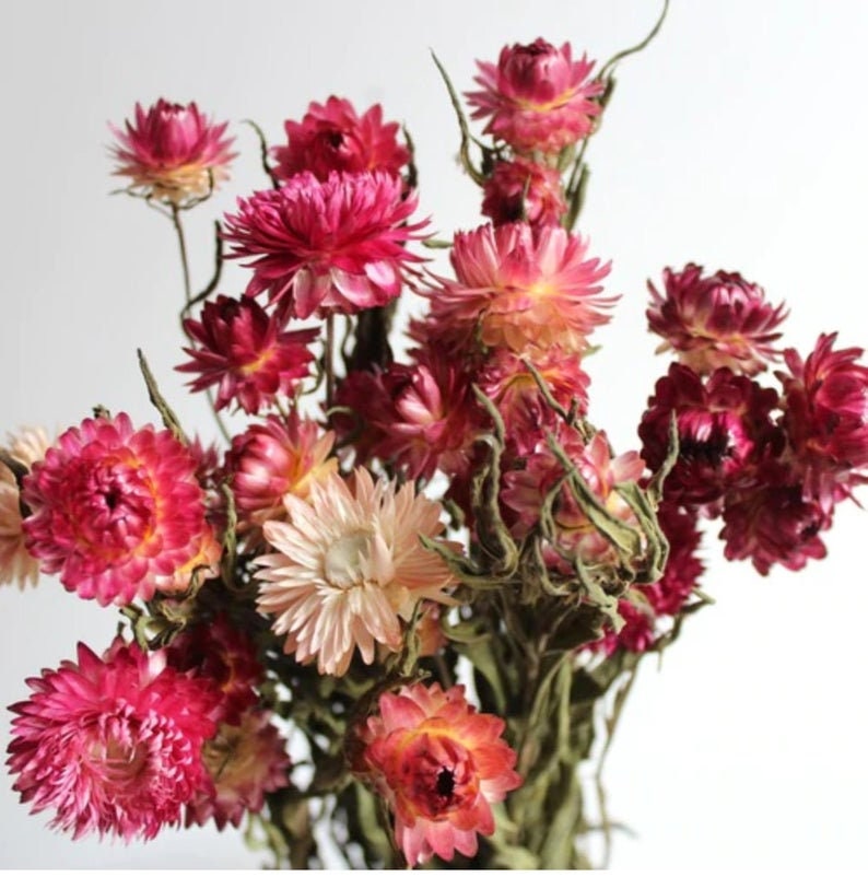 Dried Strawflower: Assorted 4oz Bunch